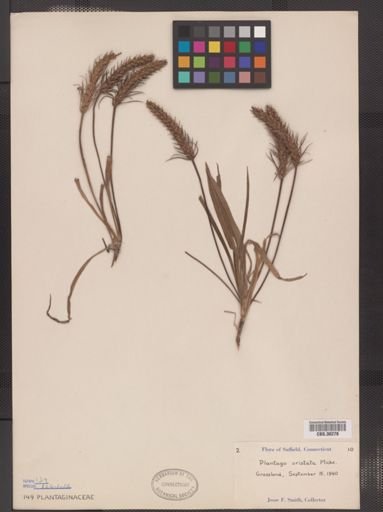 Plantago aristata