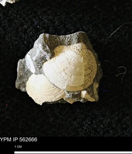 Limopsis striatopunctatus