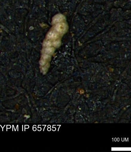 Verneuilinoides kansasensis