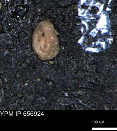Miliammina inflata