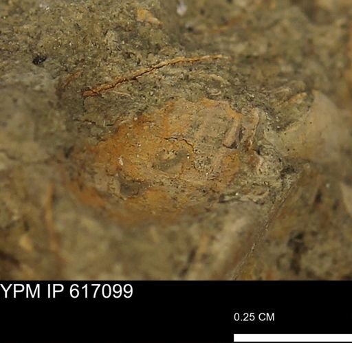 undet. Mollusca