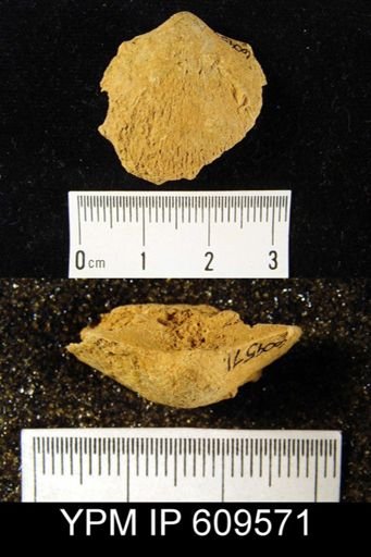 Dalmanella eminens