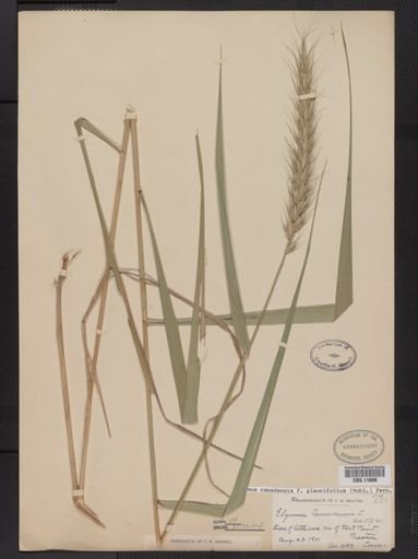 Elymus canadensis