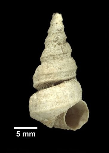 Vermicularia spirata