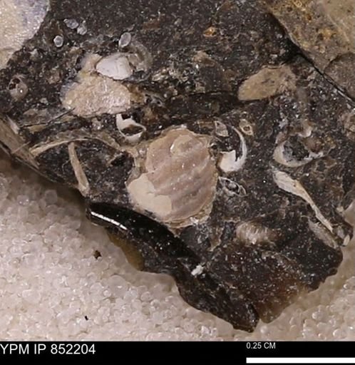 undet. Bivalvia