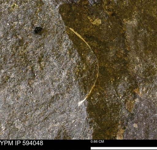 Limopsis? striatopunctatus