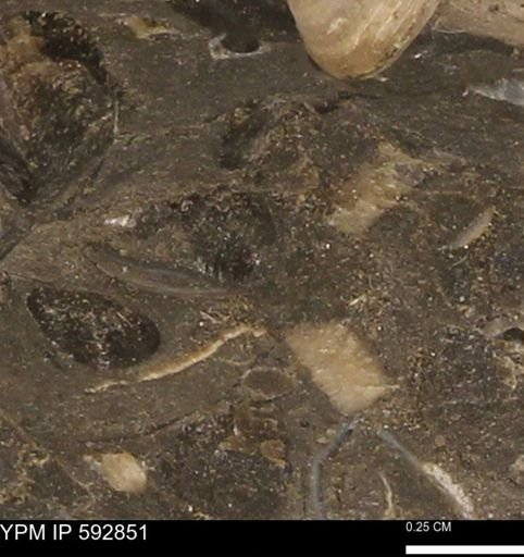 undet. Bivalvia