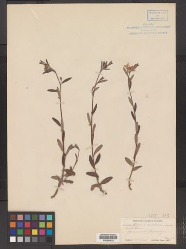 Helianthemum canadense