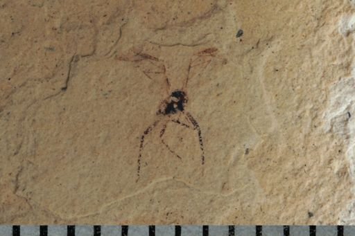 undet. Aphididae
