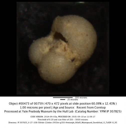 undet. Foraminiferida