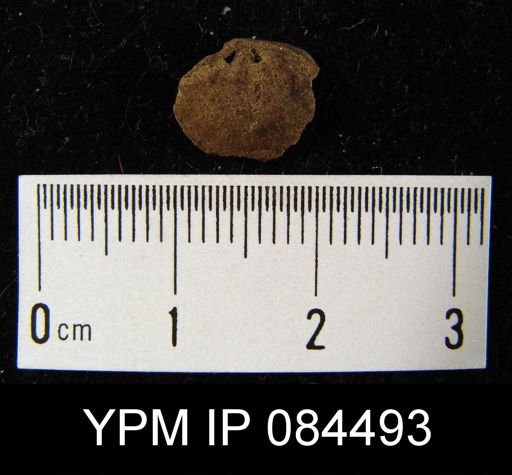 Parmorthis elegantula