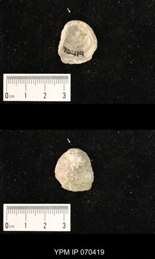 Heliolites nucella