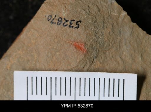 undet. Synziphosurina