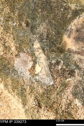 undet. Mollusca