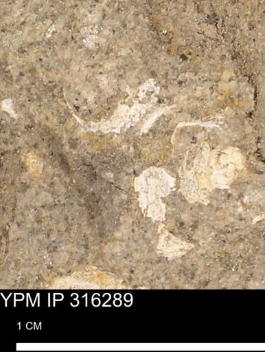 undet. Mollusca