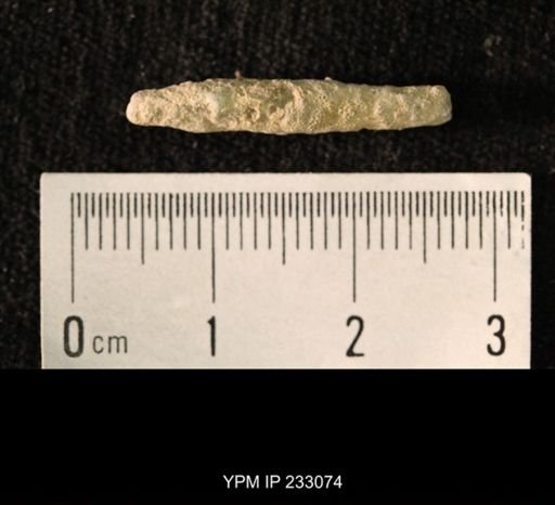 Archaeocidaris sp.