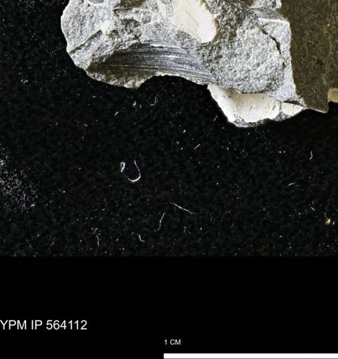 Limopsis striatopunctatus