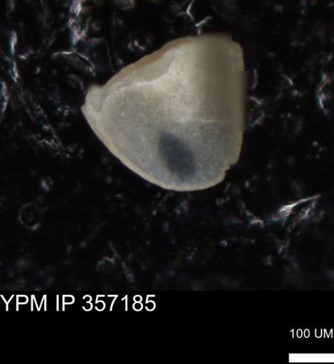 undet. Ostracoda
