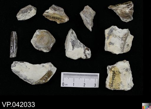 undet. Actinopterygii
