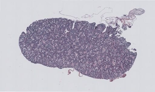 Rana clamitans