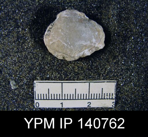 Martinia sp.