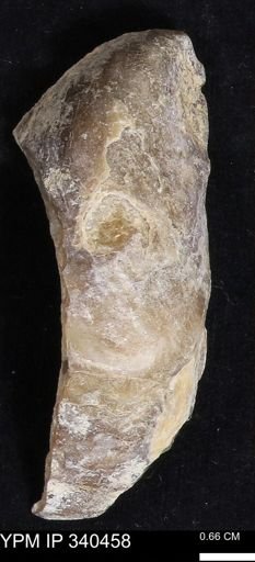 Ostrea glabra