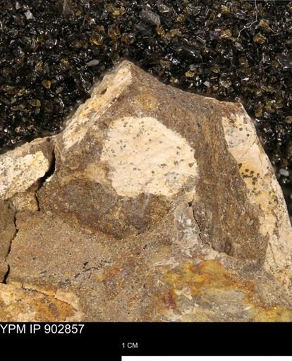 undet. Mollusca