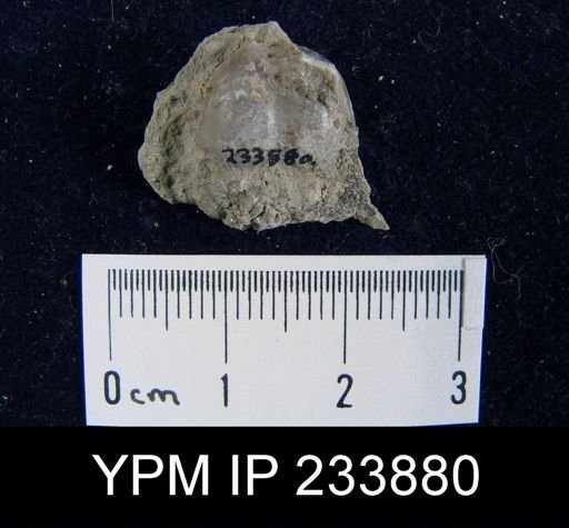 Marginifera splendens