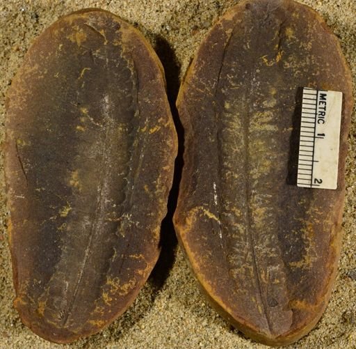 Pecopteris