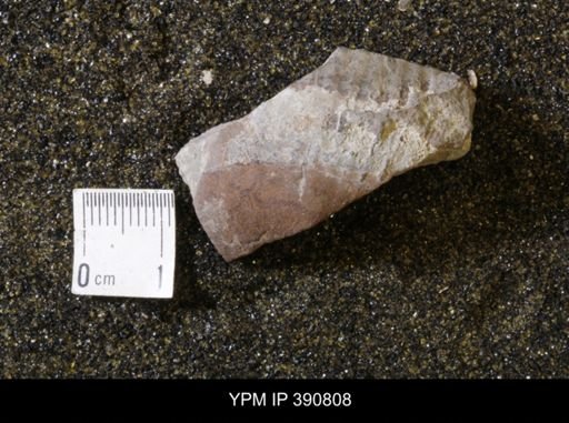 undet. Scaphitidae