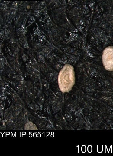 Spirolocammina planula