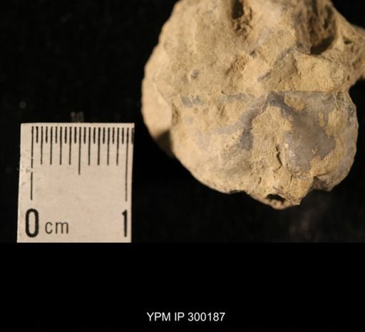 Chonetes subliratus