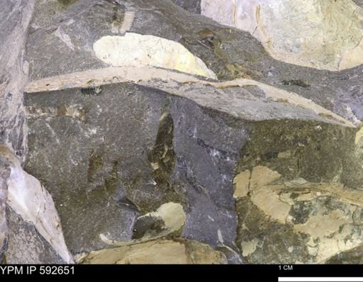 undet. Bivalvia