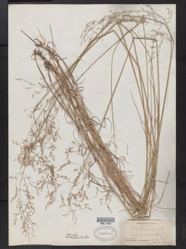 Poa palustris