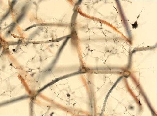 Callyspongia plicifera