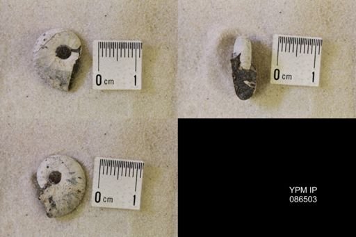 undet. Scaphitidae