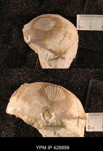 Costispirifer sp.