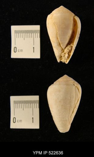 Conus (Lithoconus) sp.