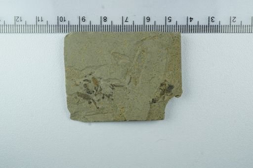 undet. Diptera