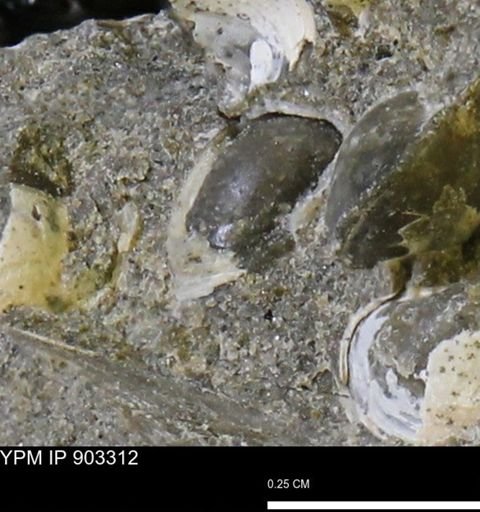 Corbulamella sp.