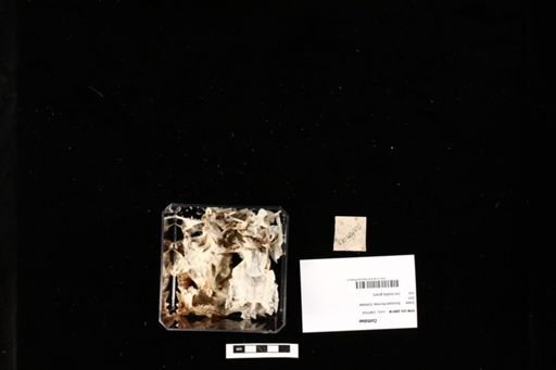 Cottidae