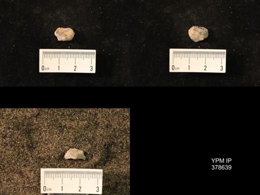 Marginifera wabashensis