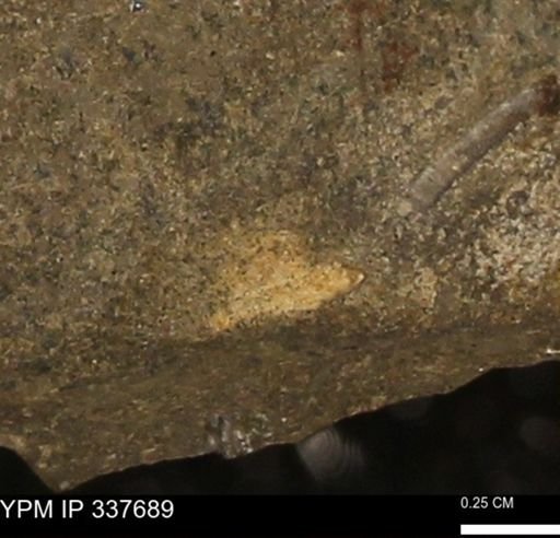 undet. Mollusca