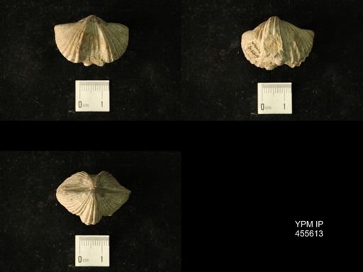 Platystrophia acutilirata senex