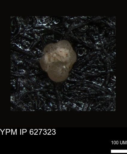 undet. Foraminiferida