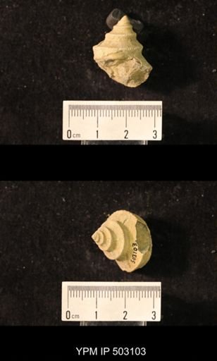 Worthenia tabulata; Crania modesta