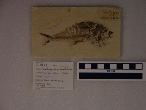 Diplomystus analis