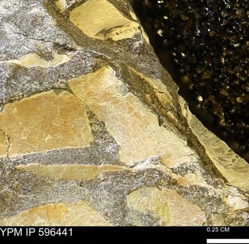Hoploscaphites sp.