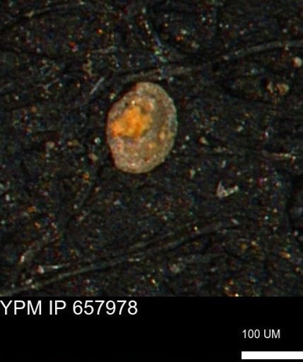Spirolocammina subcircularis