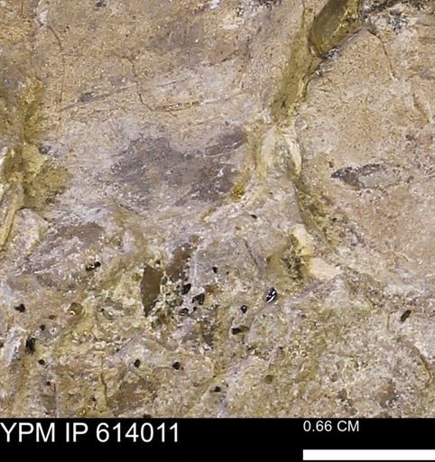 undet. Mollusca